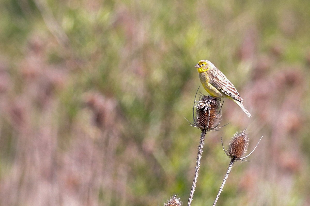 Grassland Yellow-Finch - ML270180071
