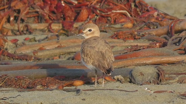 Mountain Plover - ML270181561