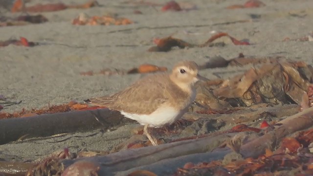 Mountain Plover - ML270181901