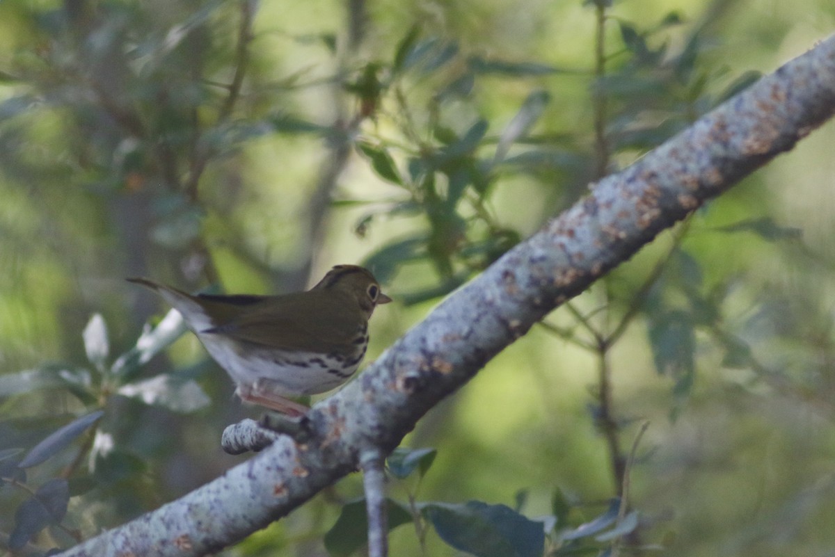 Ovenbird - ML270181961