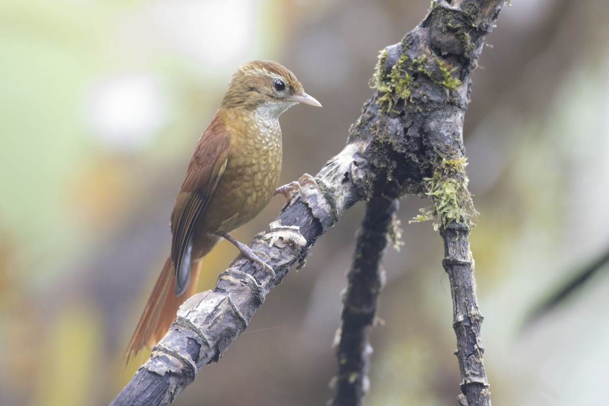 Subepalo Rojizo - ML270182191