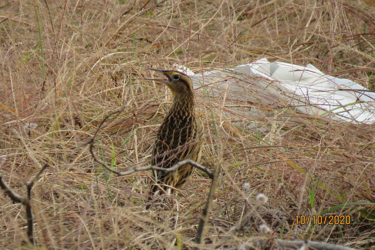 Eastern Meadowlark - ML270182271