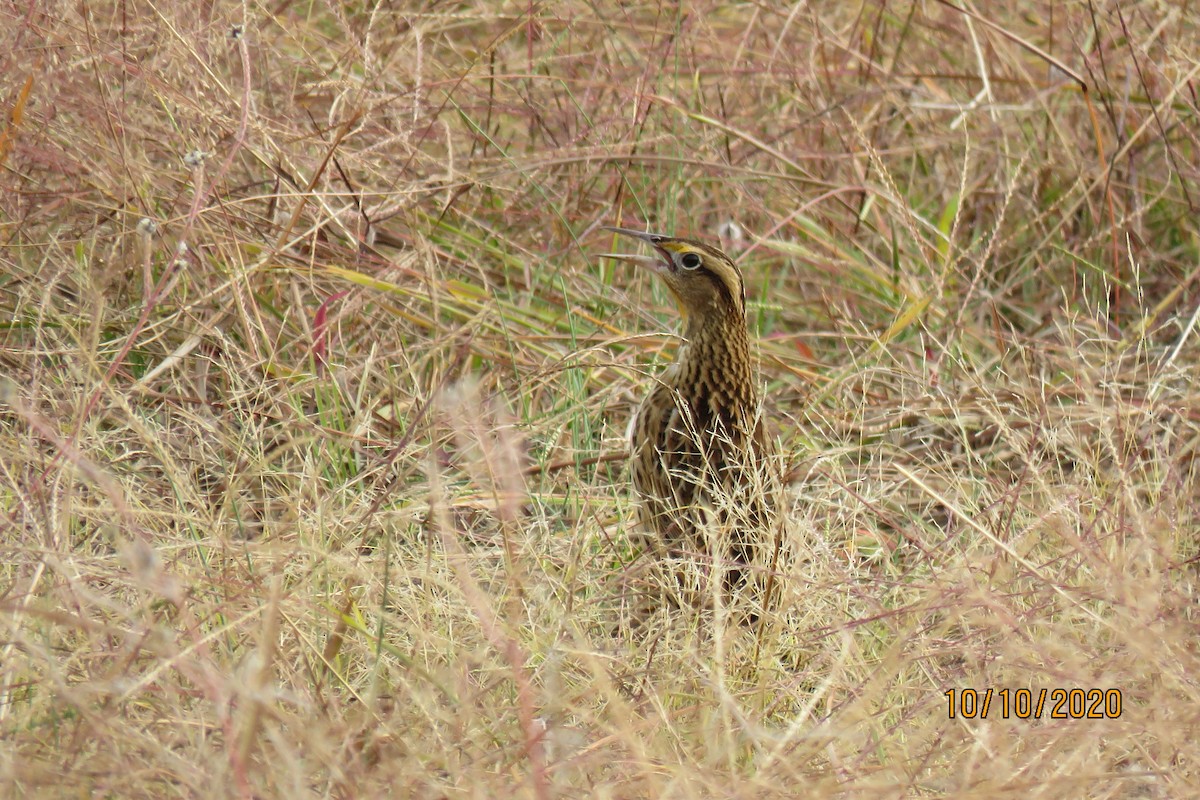 Eastern Meadowlark - ML270182301