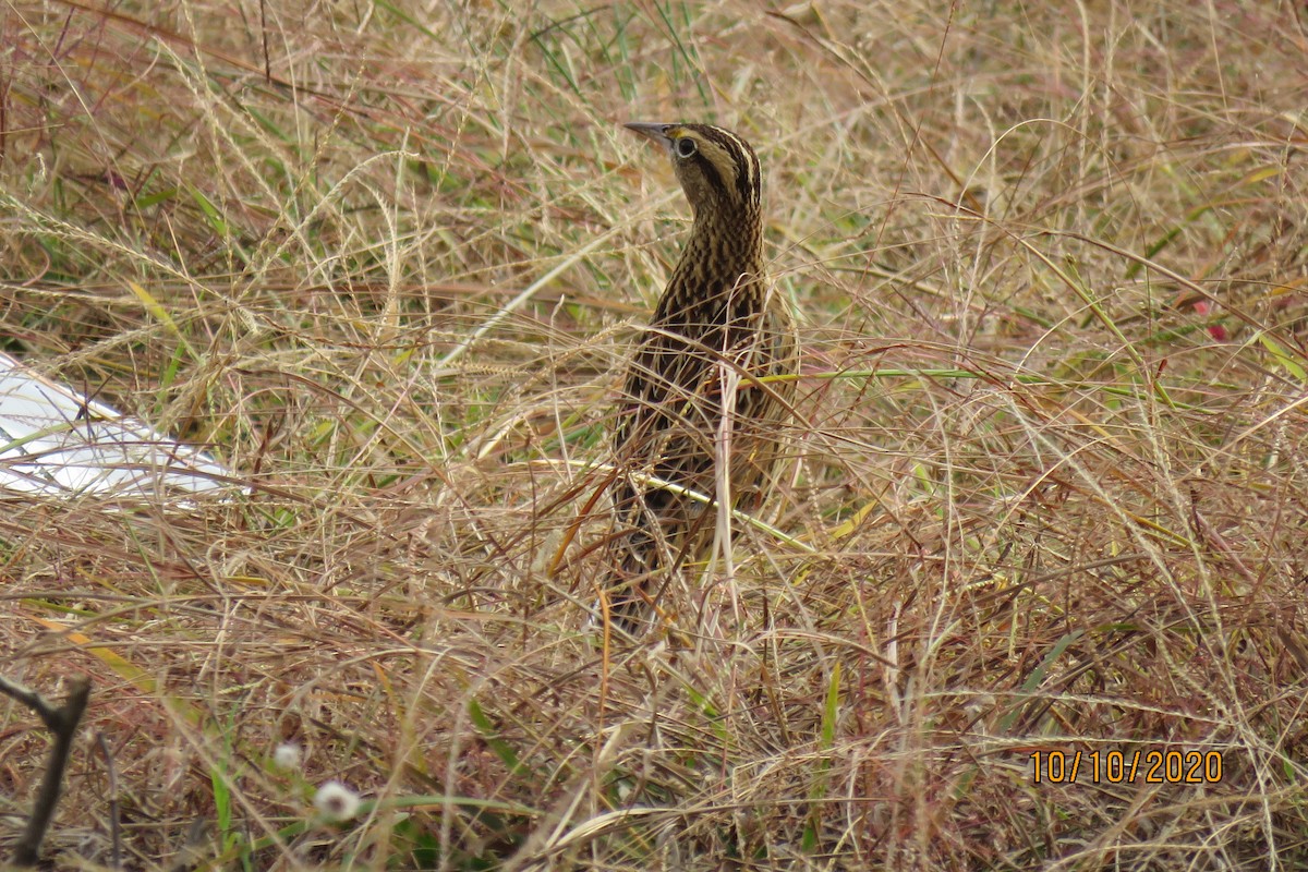 Eastern Meadowlark - ML270182311