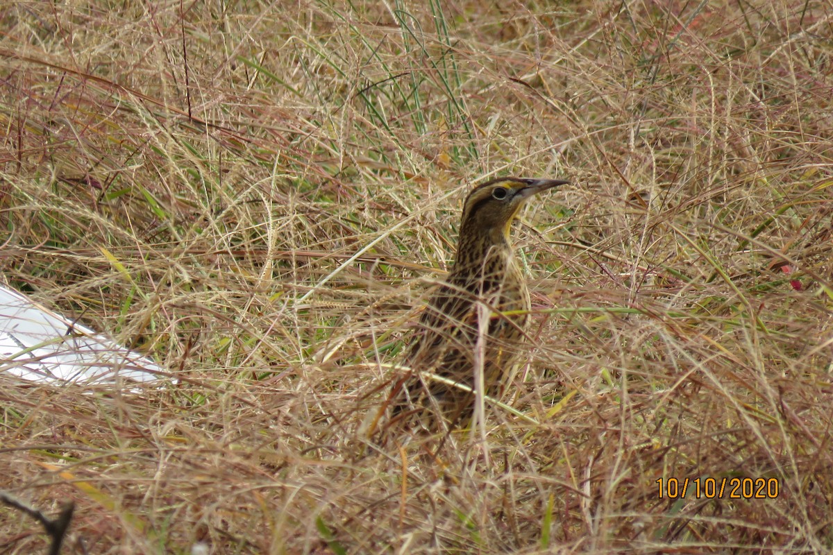 Eastern Meadowlark - ML270182321