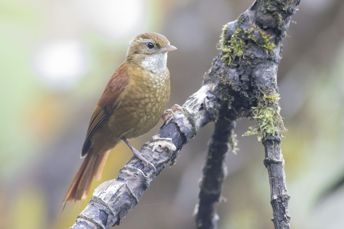 Щетинкохвіст гірський - ML270182351