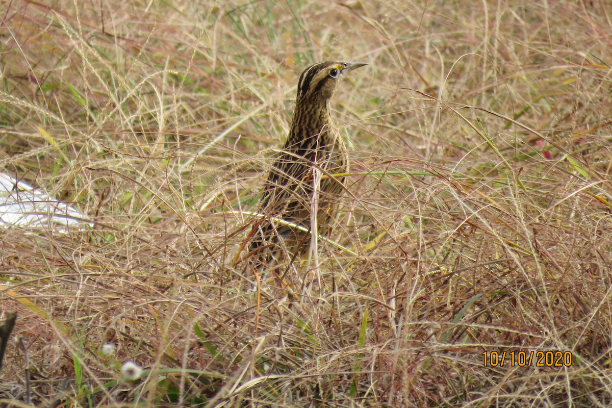 Eastern Meadowlark - ML270182371