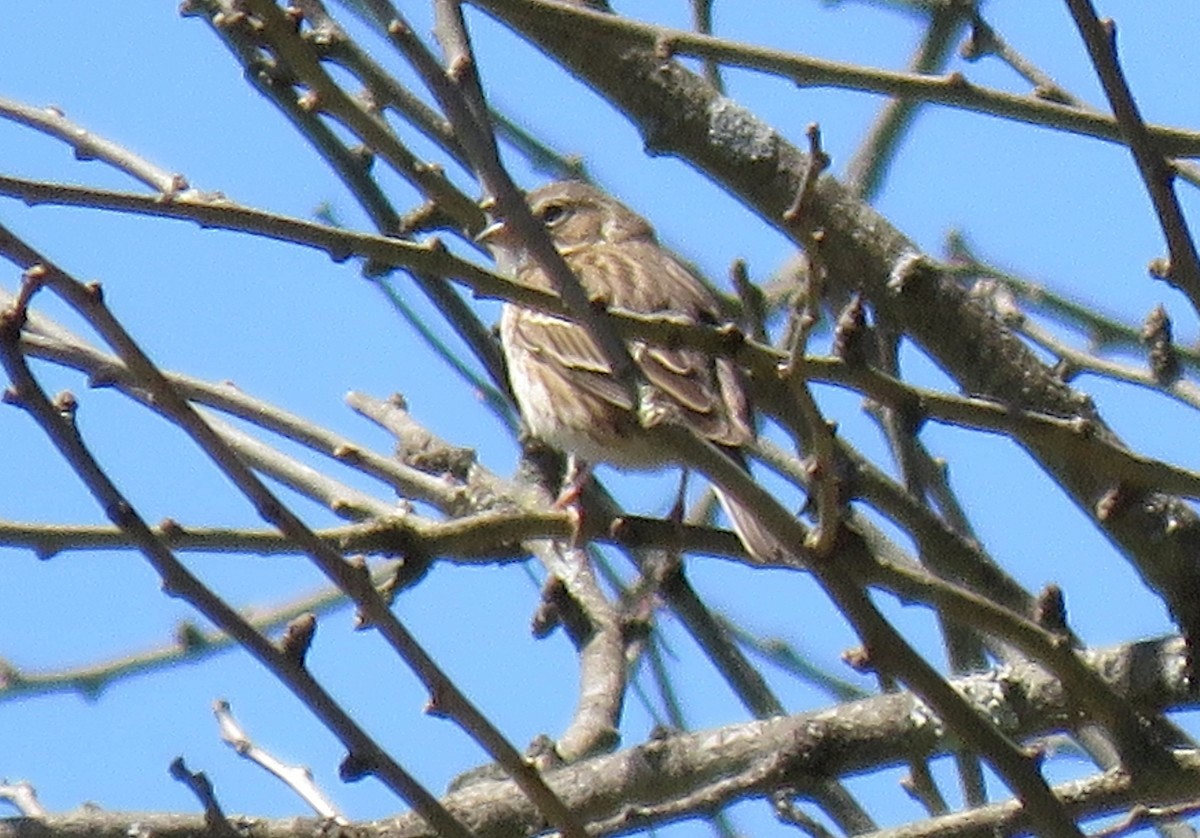 Vesper Sparrow - ML27018241