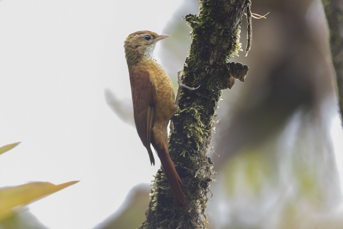 Щетинкохвіст гірський - ML270182501