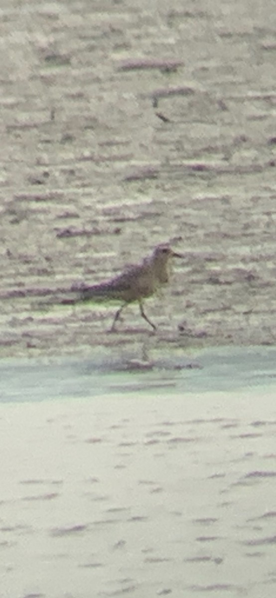 American Golden-Plover - ML270185031