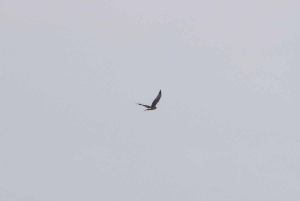 Northern Harrier - ML270187241