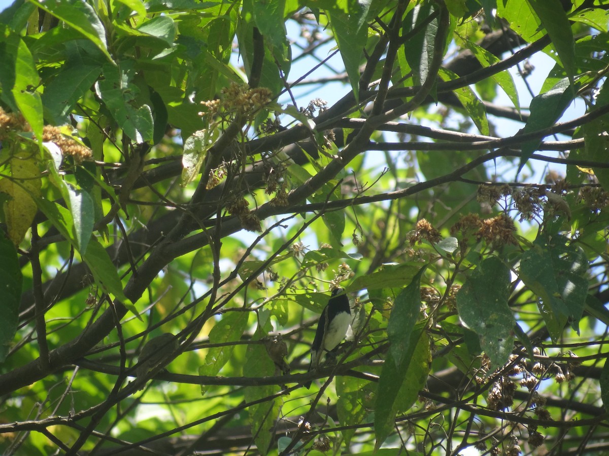 Black-and-white Seedeater - ML270190501