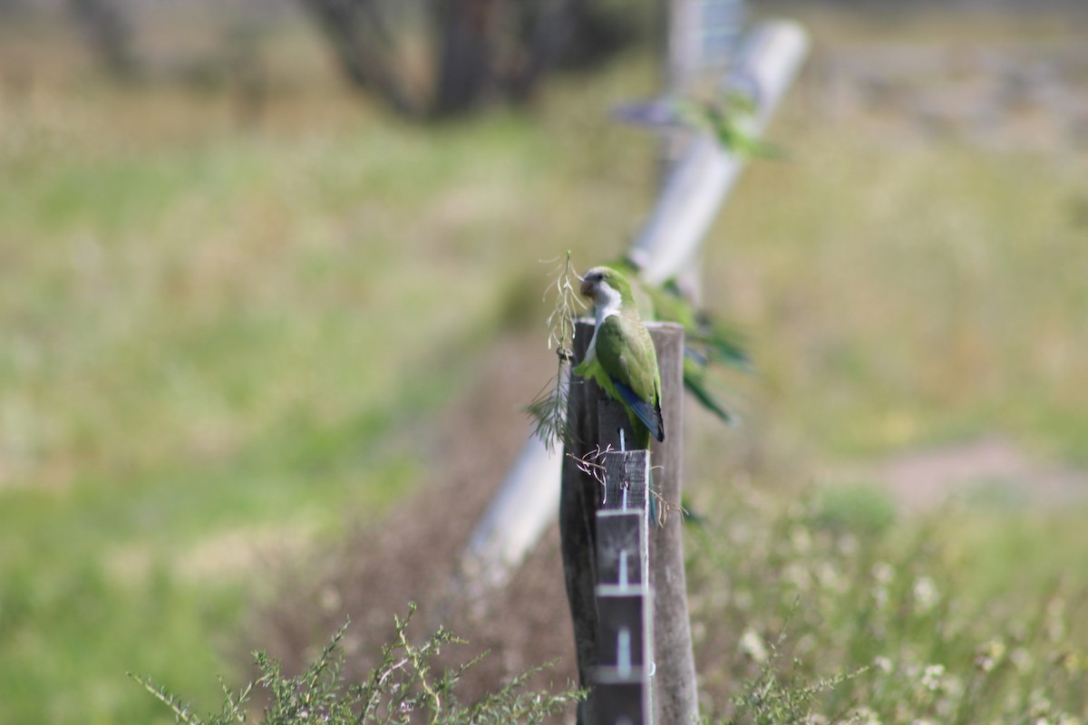 Monk Parakeet - ML270193311