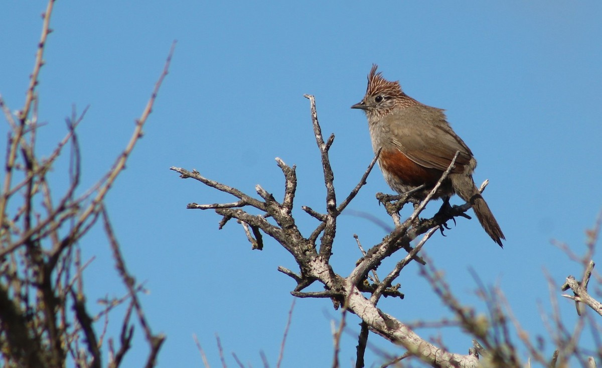 Gallito Copetón - ML270193351