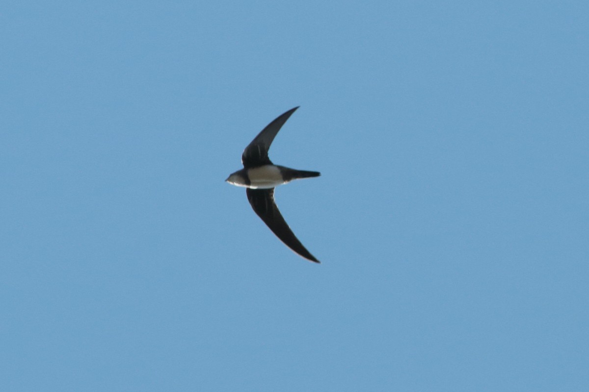 Alpine Swift - ML270193611