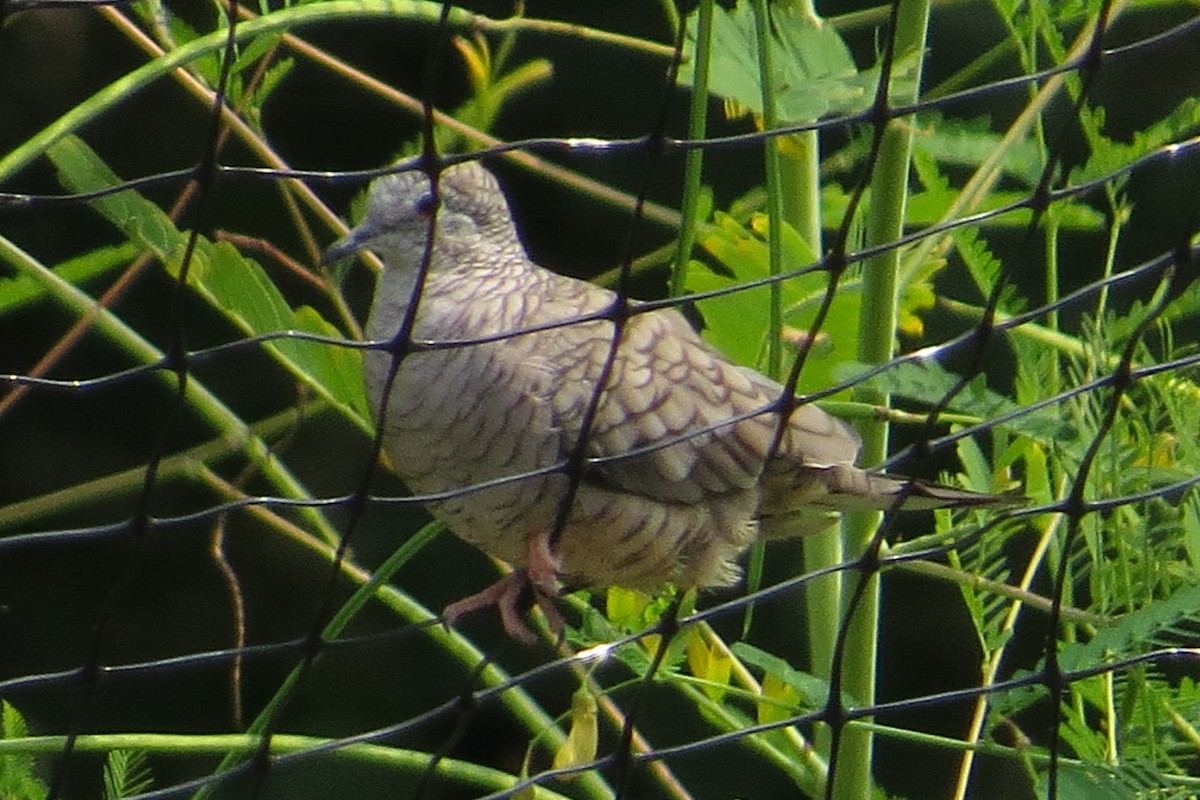 Inca Dove - ML270194661