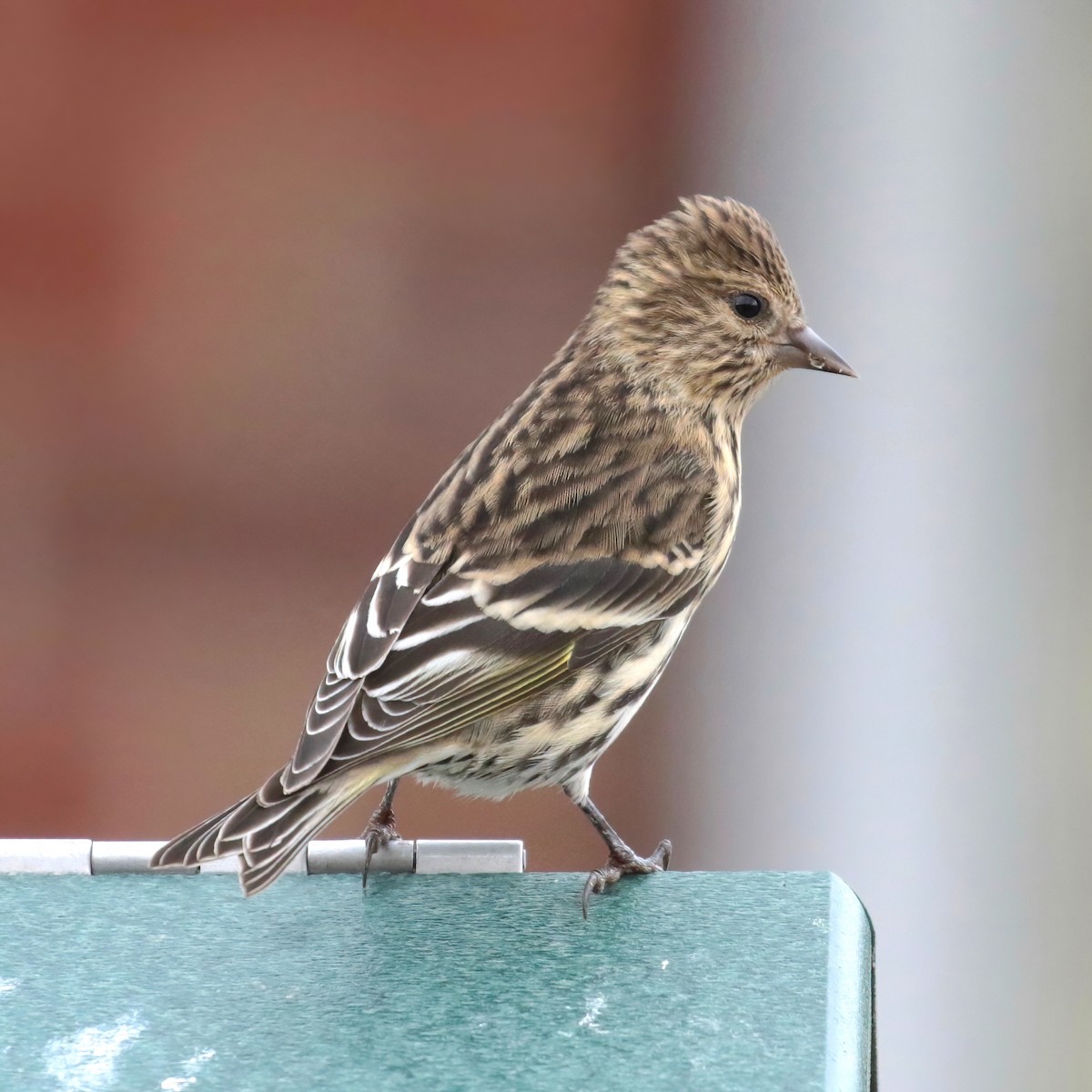 Pine Siskin - Paul Jacyk