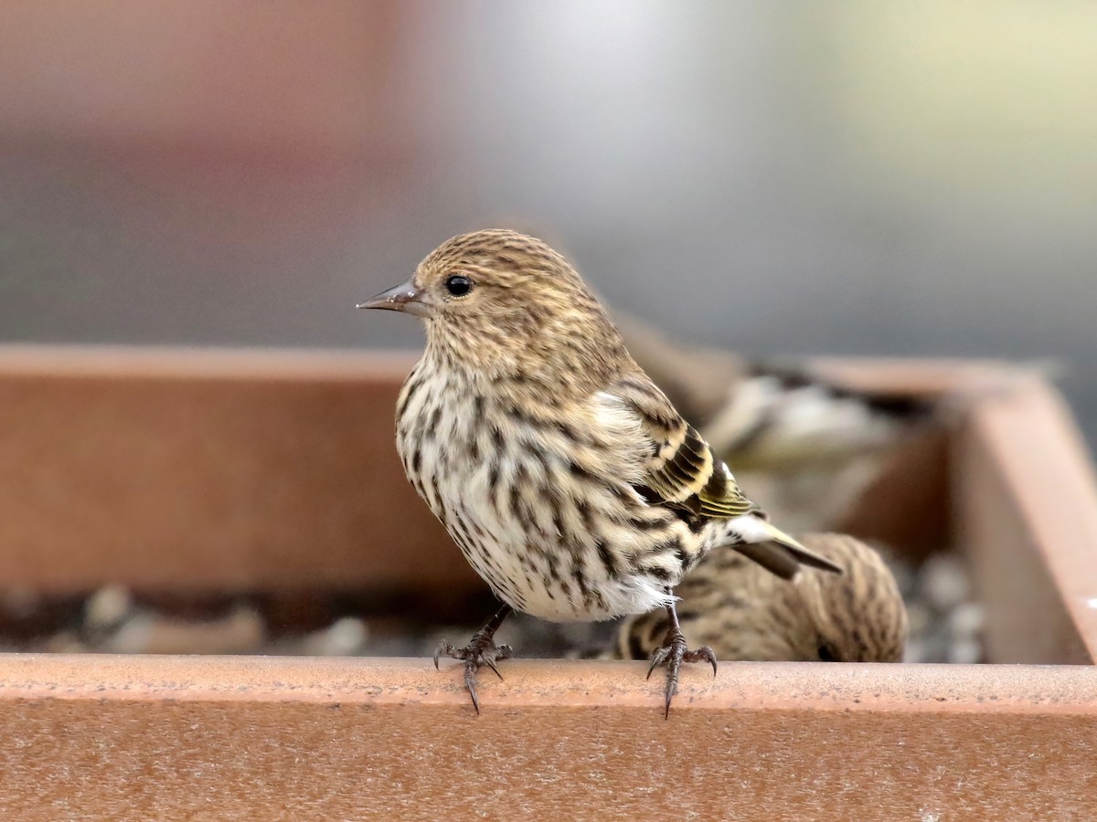 Pine Siskin - Paul Jacyk