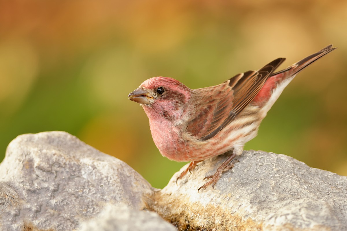 Purple Finch - ML270195281