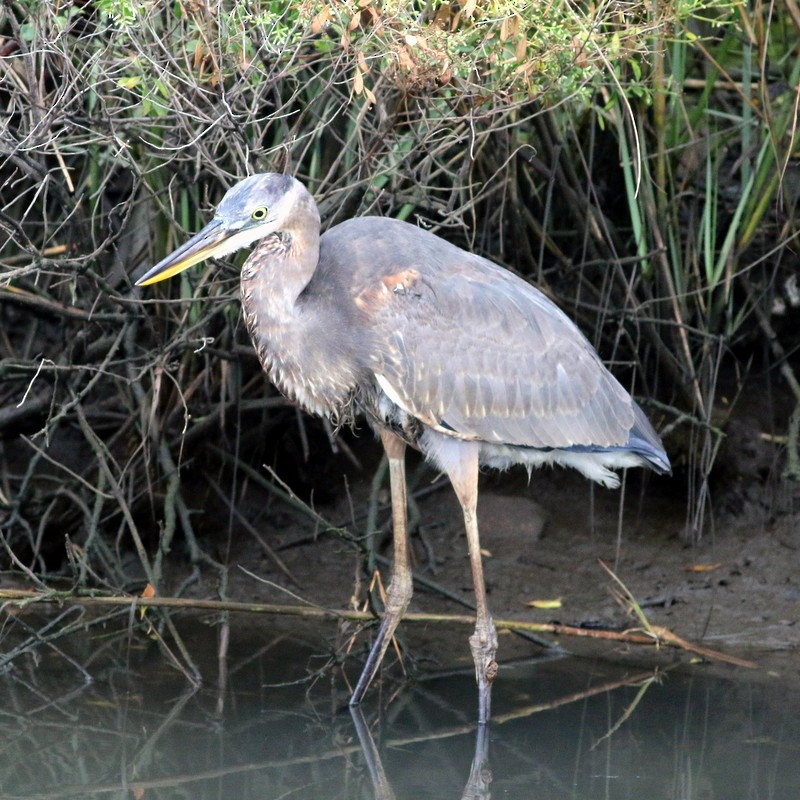 Great Blue Heron (Great Blue) - ML270195701