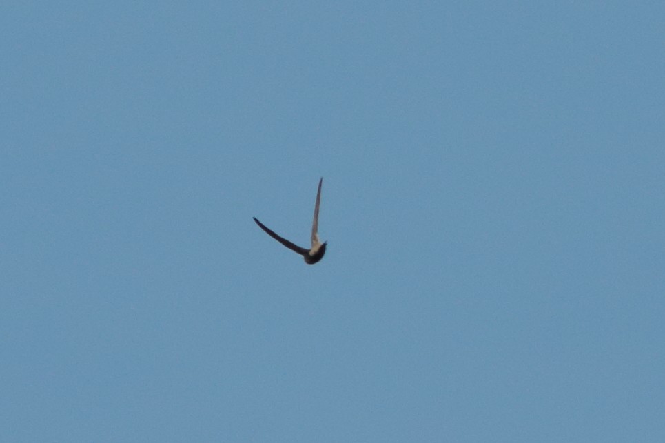 Pallid Swift - ML270195951