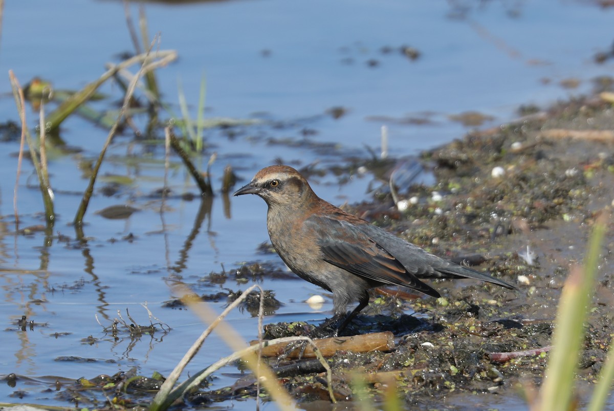 Rusty Blackbird - ML270196351