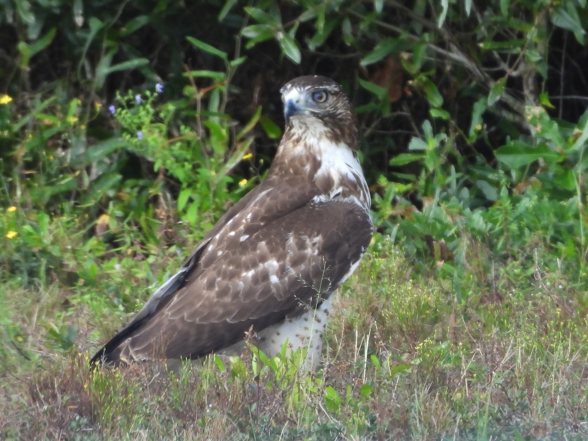 Red-tailed Hawk - ML270196411