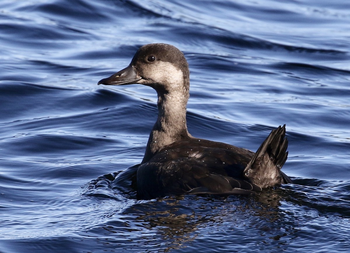 Black Scoter - ML270197201