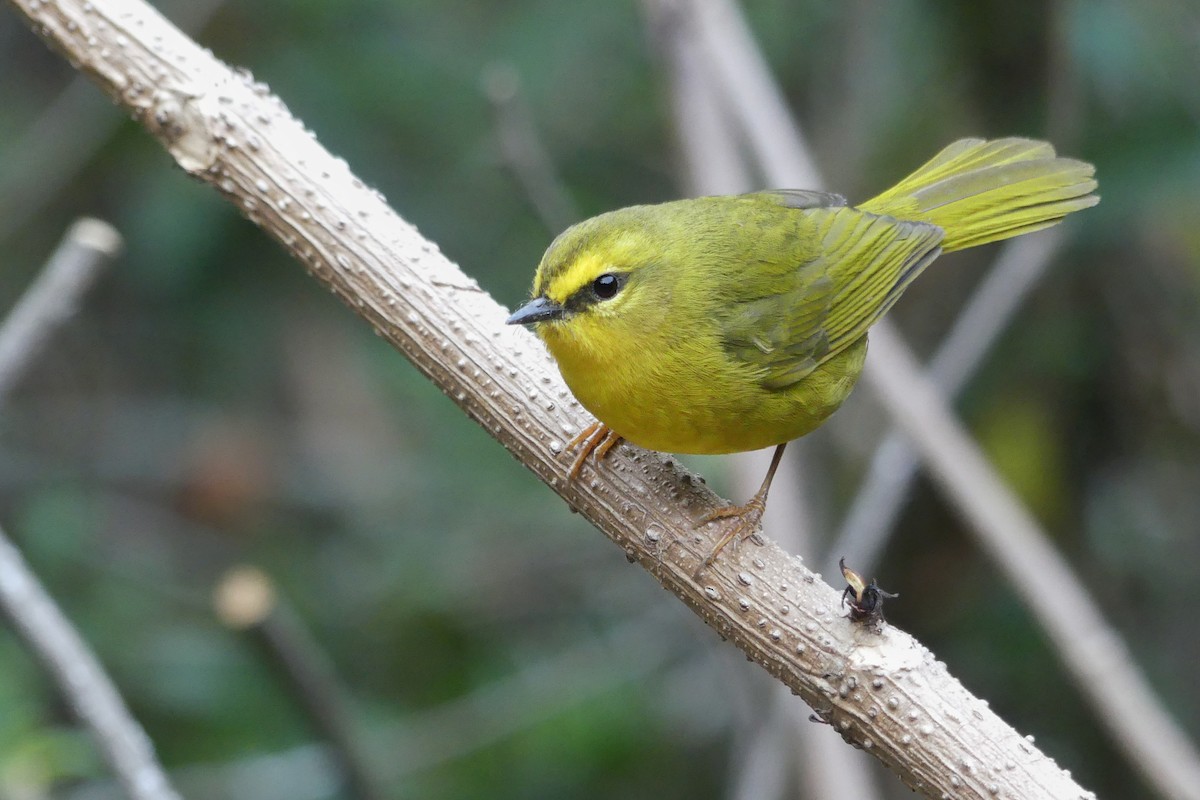 Pale-legged Warbler - Jorge  Quiroga