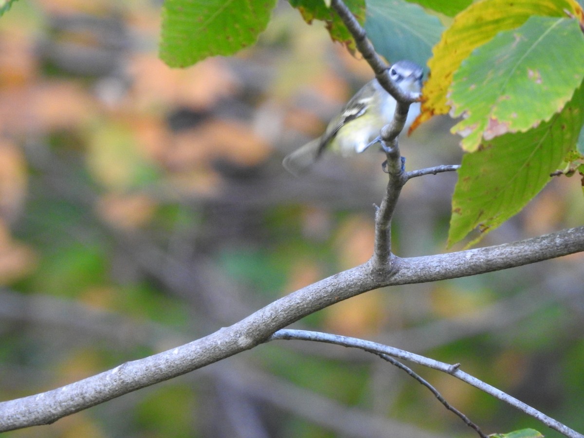 Blue-headed Vireo - Lucine Reinbold