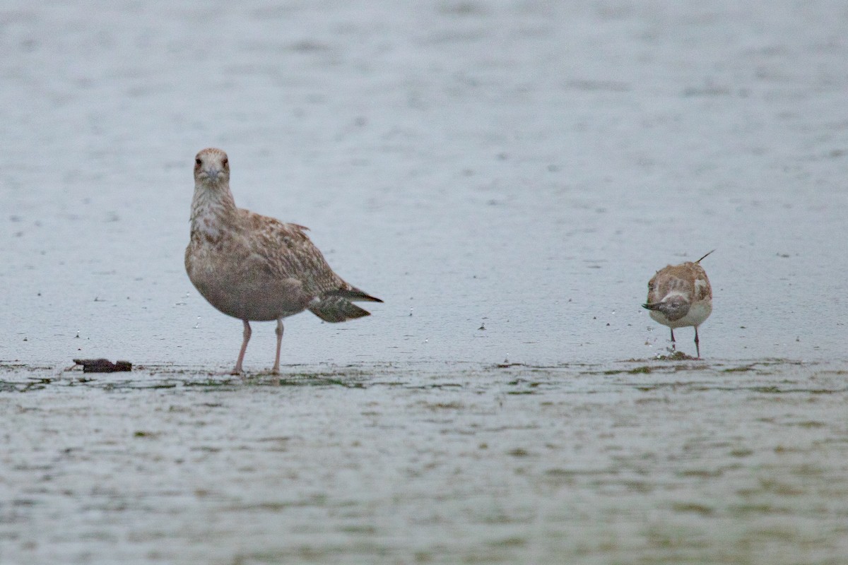 Herring Gull - ML270201281