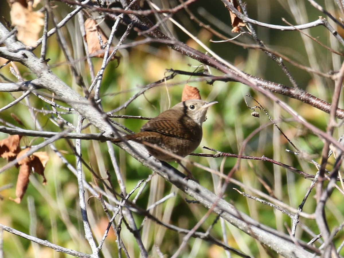 House Wren - ML270201311