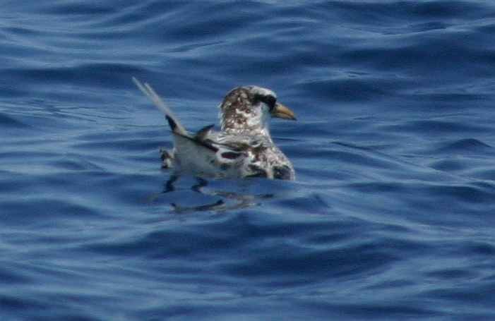 Red-billed Tropicbird - ML270203291