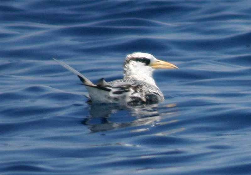 Red-billed Tropicbird - ML270203301