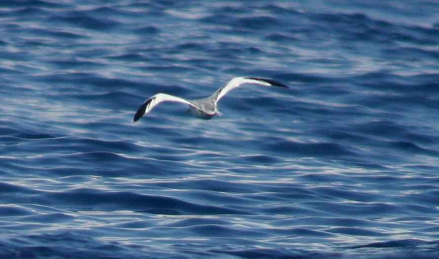 Red-billed Tropicbird - ML270203311