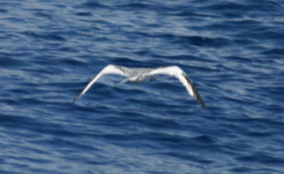 Red-billed Tropicbird - Eric Carpenter