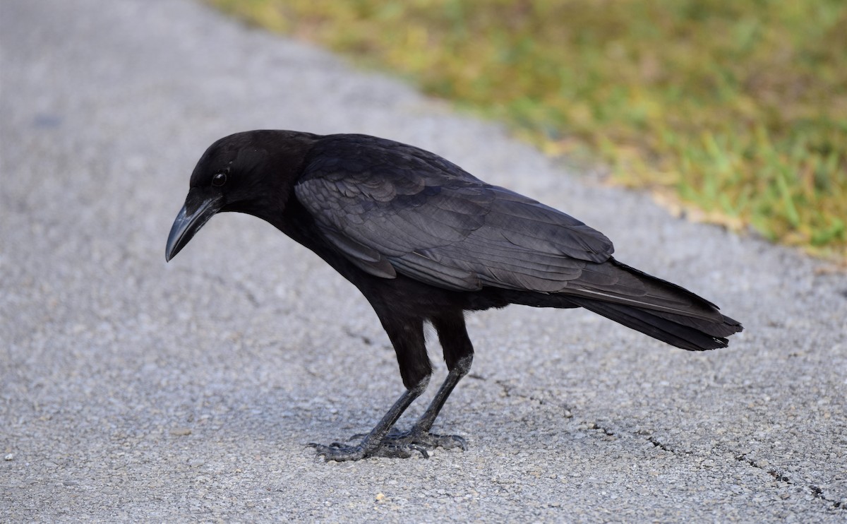 Fish Crow - ML270203441