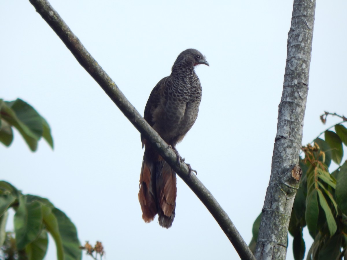 Chachalaca Colombiana - ML270203741