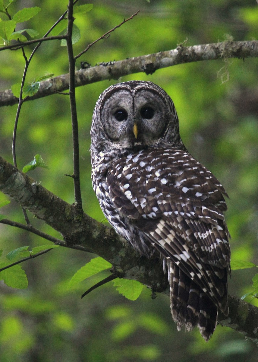 Barred Owl - ML27020401
