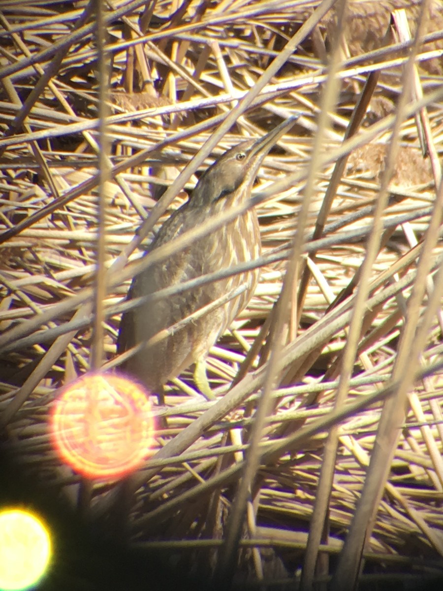 American Bittern - ML27020641