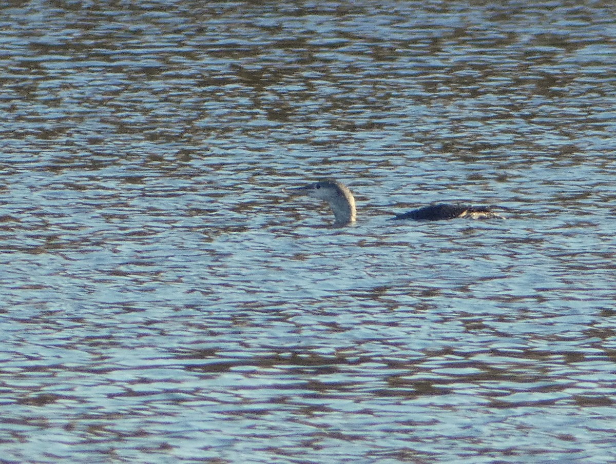 Red-throated Loon - ML270209011