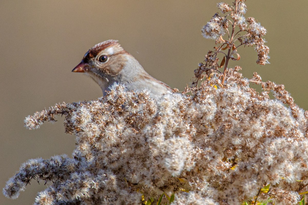 White-crowned Sparrow - Michael Foster