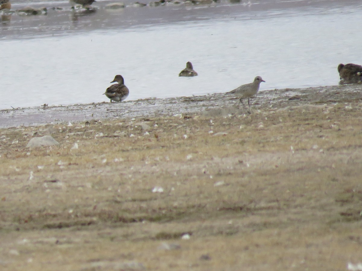 American Golden-Plover - ML270209651