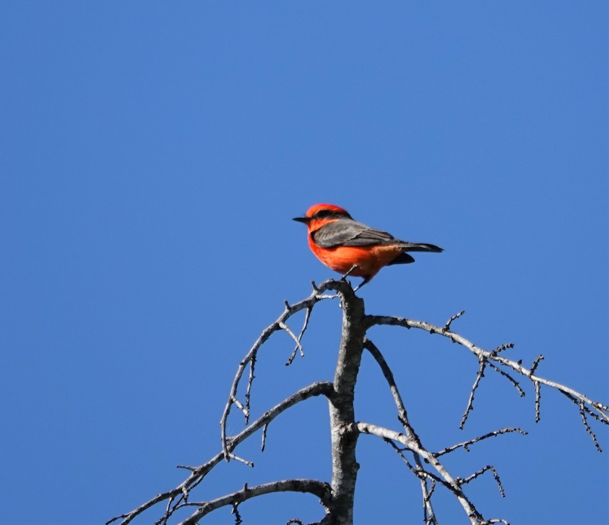 Vermilion Flycatcher - ML270212771