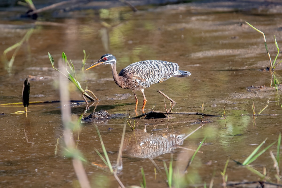 Sunbittern - Shailesh Pinto