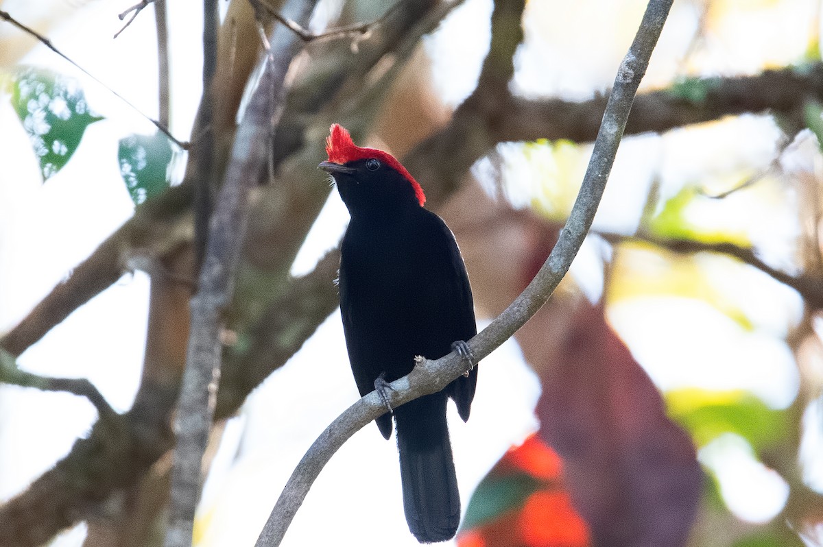 Helmeted Manakin - ML270214551