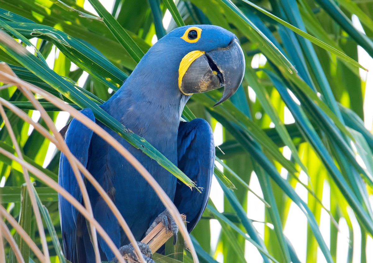 Hyacinth Macaw - ML270214731