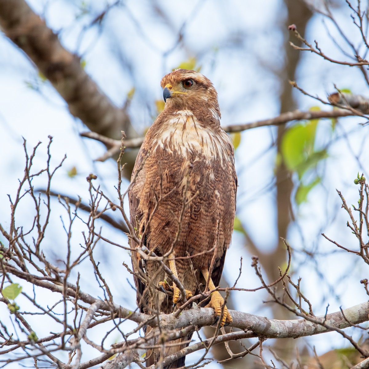 Savanna Hawk - ML270215041