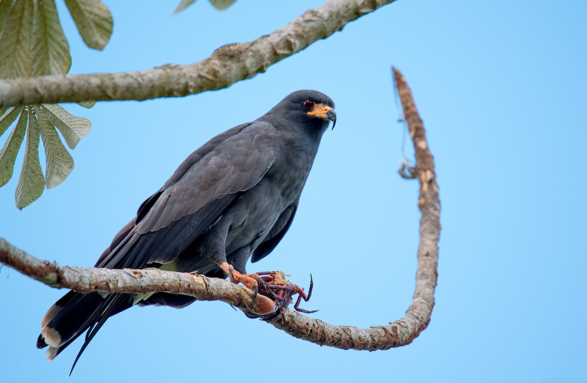 Snail Kite - Shailesh Pinto