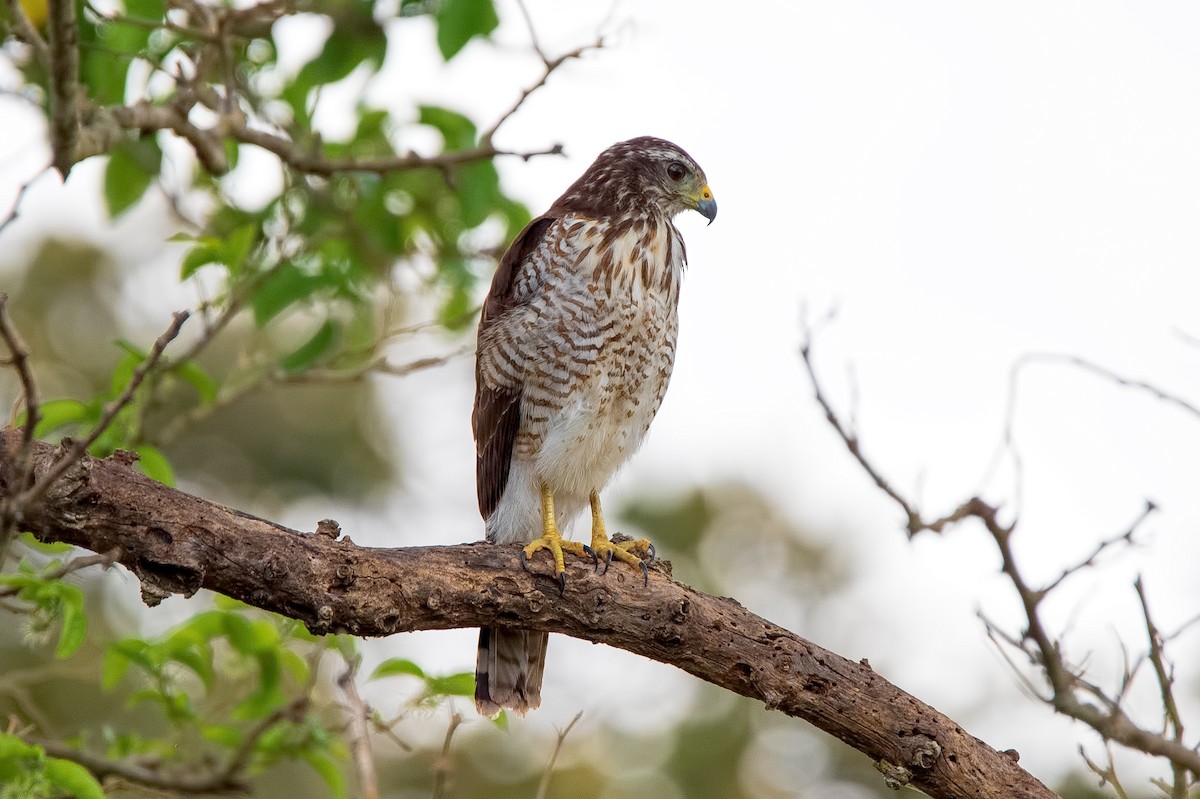 Roadside Hawk - ML270217151